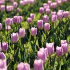 免门票！新疆300万株郁金香花海盛放，这条春日游览线美翻了