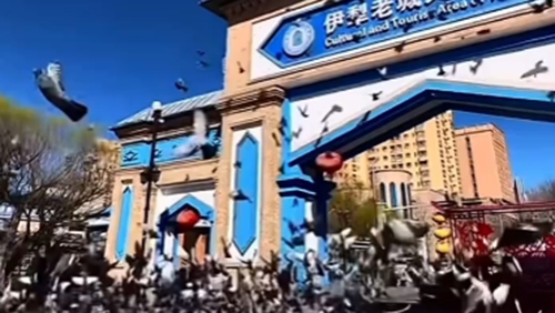 大美邊疆看我家丨飛鳥(niǎo)過(guò)老城 春風(fēng)滿(mǎn)伊犁