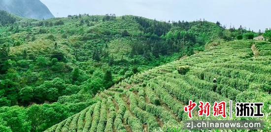 紧水滩镇双垟村知青茶园。浙江高速石油&nbsp;供图
