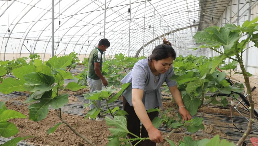 阿圖什：春耕管護忙 無花果飄香 甜蜜產業(yè)賦能鄉(xiāng)村振興