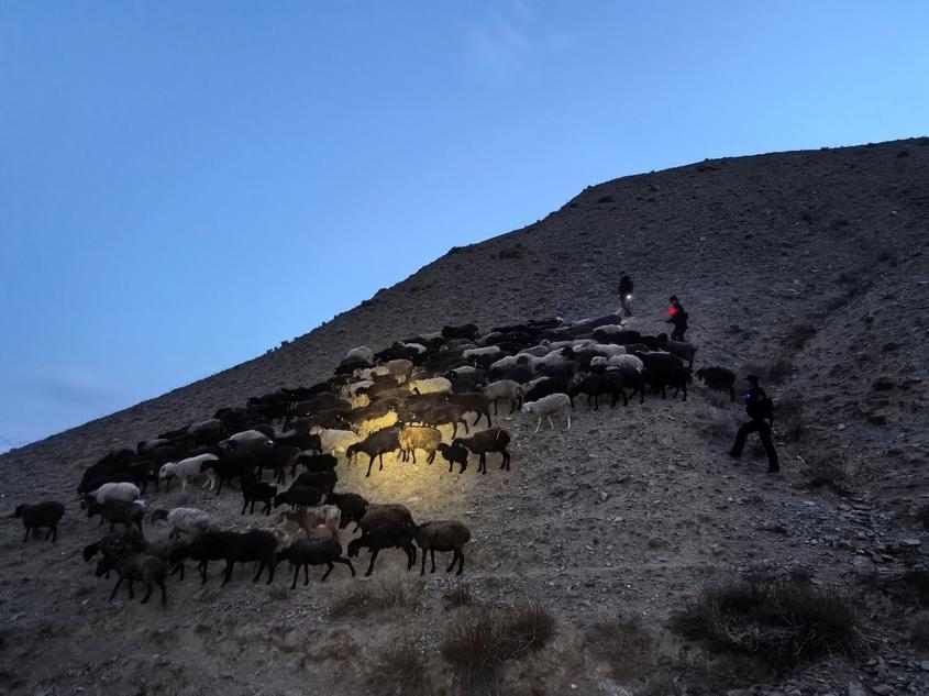 野狼夜襲沖散羊群 克州邊境民警連夜搜尋挽回損失近6萬元