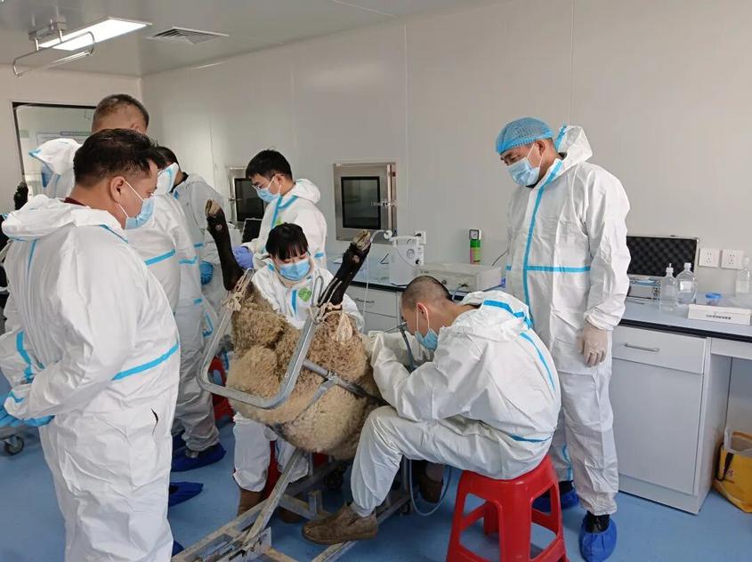 博州这波“羊”气十足！养殖户：钱包鼓了，底气也足了