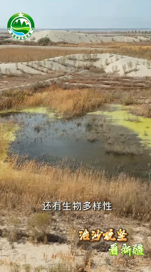 治沙攻堅看新疆丨塔克拉瑪干邊緣的生態(tài)逆襲