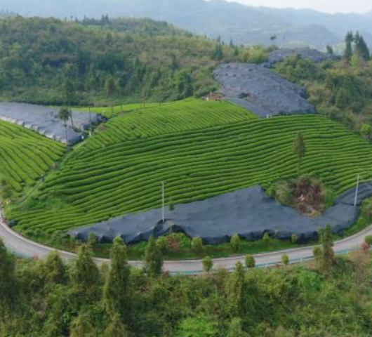 以茶入馔清香鲜醇 “抹茶之都”舌尖上促百业