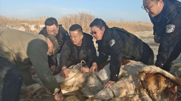 耕牛受惊跑丢 兵团公安紧急出动“抓捕”