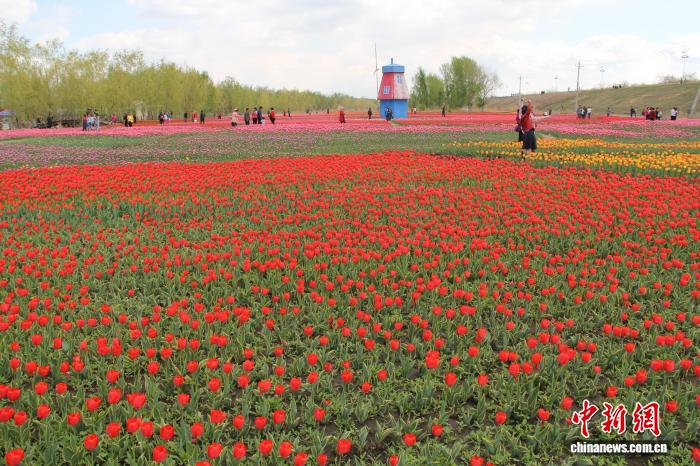 35个品种、300余万株 新疆五家渠市郁金香文化旅游节将举办