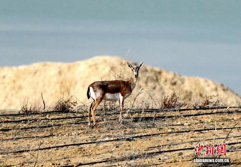 国家二级重点保护野生动物鹅喉羚频现新疆北屯