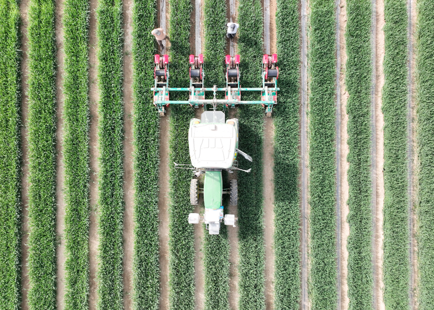 “小麦+棉花”套出致富路——十四团1300亩土地开启春播新模式