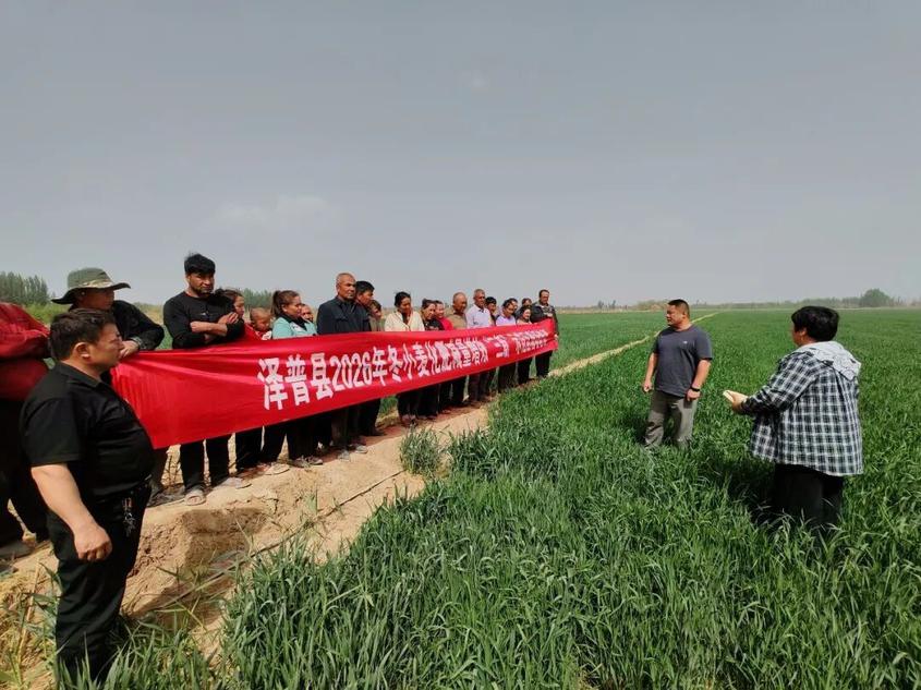 澤普縣：科技賦能小麥產業(yè) 技術服務送到田間地頭