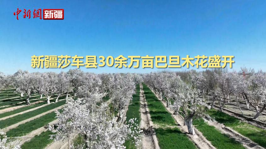 新疆莎车县30余万亩巴旦木花盛开