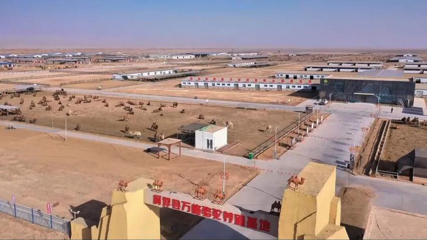 經濟高質量發(fā)展丨柯坪縣一季度駱駝產業(yè)實現(xiàn)“開門紅”