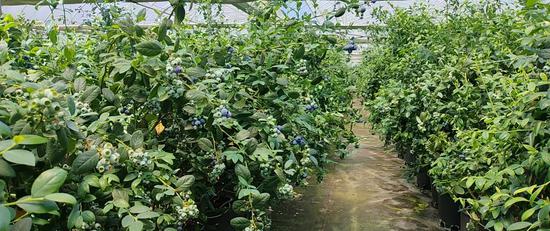 贞丰县60亩蓝莓基地建设 贞丰县60亩蓝莓基地建设