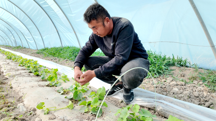 試種大棚老漢瓜 特色產業(yè)促振興