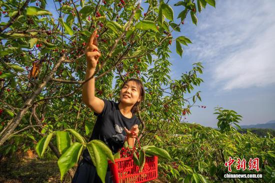 时下，贵州省毕节市樱桃陆续进入成熟采摘期，位于毕节市纳雍县厍东关乡的3万亩玛瑙红樱桃“染红”总溪河两岸，吸引众多游人和客商前来采摘和收购。罗大富 摄