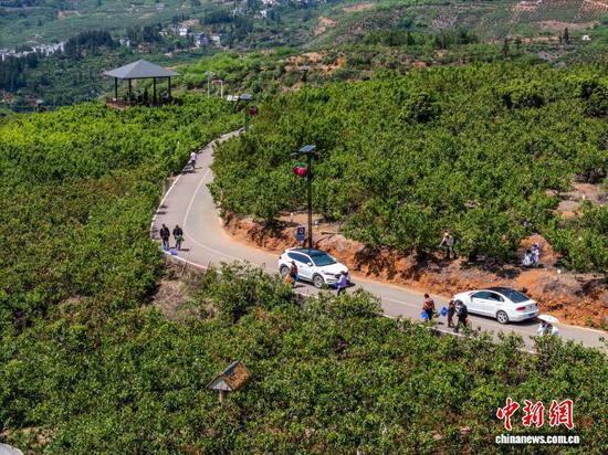 图为游客在贵州省毕节市纳雍县厍东关乡总溪河畔的樱桃种植基地里采摘成熟的玛瑙红樱桃。罗大富 摄