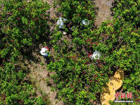 图为游客在贵州省毕节市纳雍县厍东关乡总溪河畔的樱桃种植基地里采摘成熟的玛瑙红樱桃。罗大富 摄