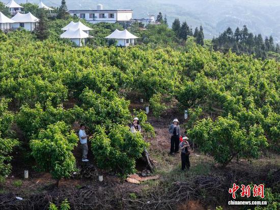 图为游客在贵州省毕节市纳雍县厍东关乡总溪河畔的樱桃种植基地里采摘成熟的玛瑙红樱桃。罗大富 摄