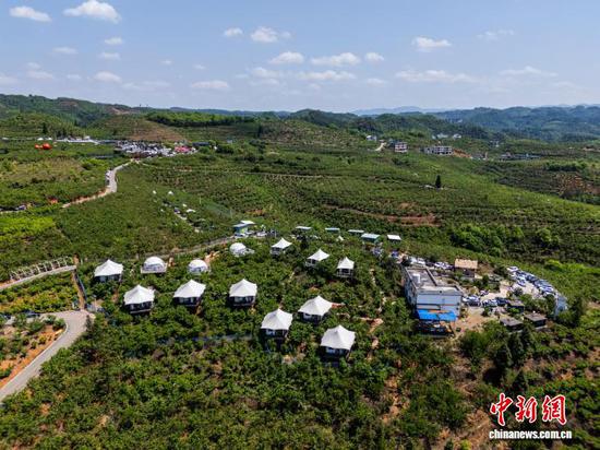 图为贵州省毕节市纳雍县厍东关乡总溪河畔的樱桃种植基地。罗大富 摄