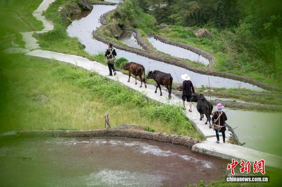 图为村民在贵州省从江县加榜梯田上参加“开秧门”春耕仪式。