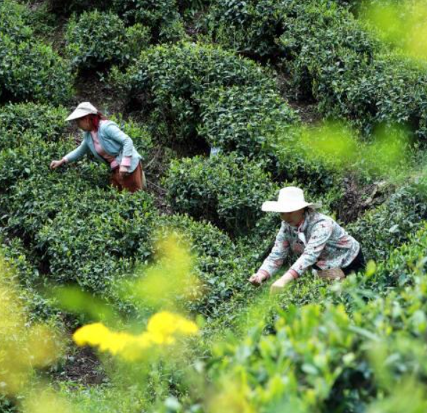 酥雨生百谷 耕播待夏盈