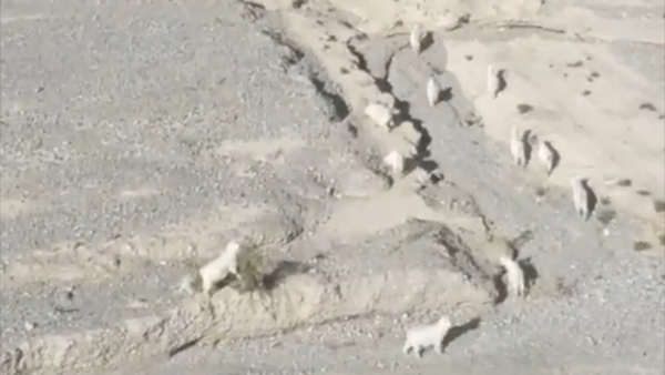 戈壁“羊”踪难觅 民警用无人机精准定位