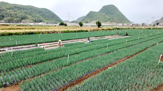香葱种植基地
