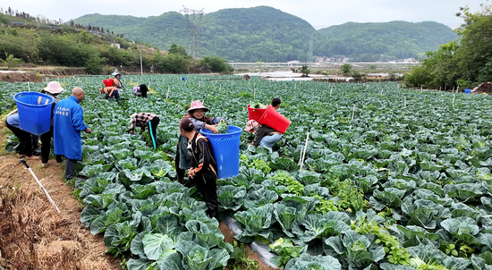 蔬菜种植基地