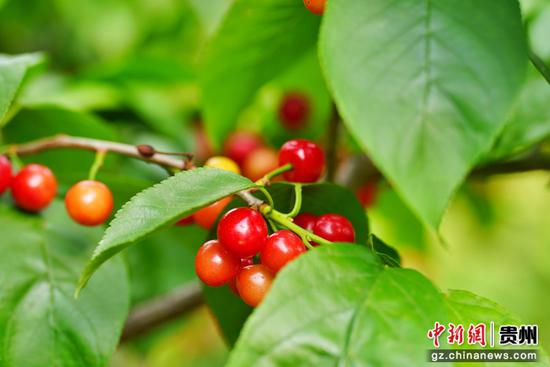 惠水樱桃迎来丰收