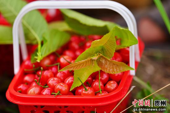 惠水樱桃迎来丰收