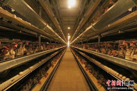 毕节盛园蛋业智能化养殖基地。.李金苗摄