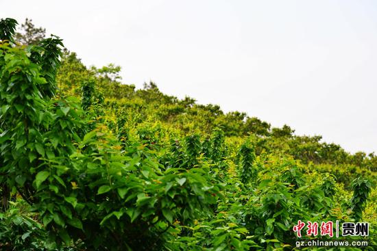惠水樱桃迎来丰收