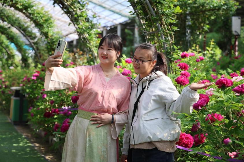 察布查尔县第二届玉察原牡丹文化旅游活动开幕