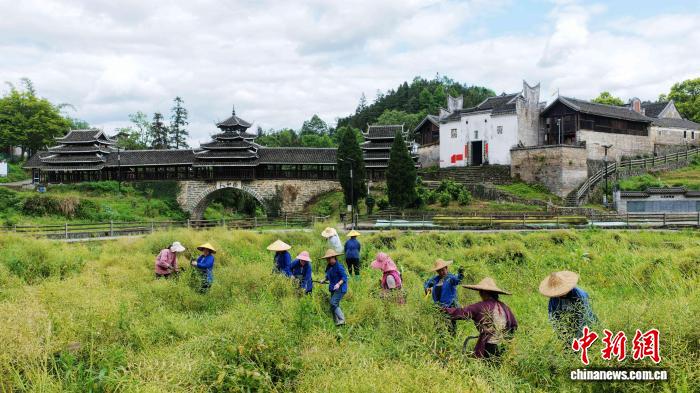 广西三江：“稻油轮作”模式获丰收 农文旅融合促振兴