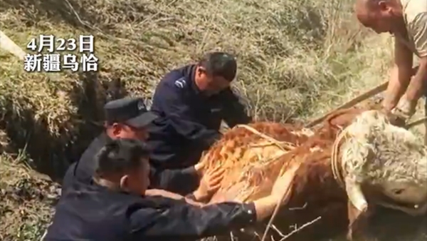 新疆乌恰：牧民家老牛陷泥潭 民警出手3小时后成功“上岸”