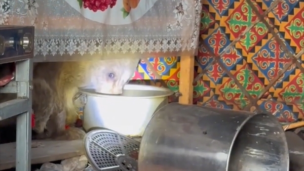 新疆阿勒泰：小熊钻进毡房偷油吃 民警“请走”贪吃熊