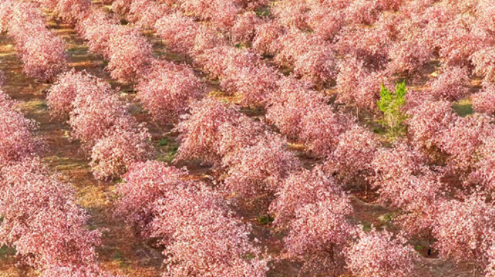 博乐市万亩海棠生态园迎来盛花期