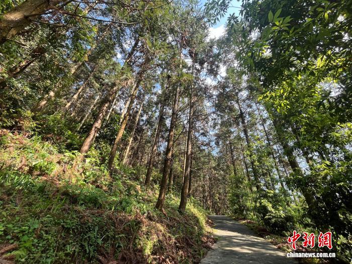 “中国香杉木生态板之都”点绿成金 推动县域特色产业发展