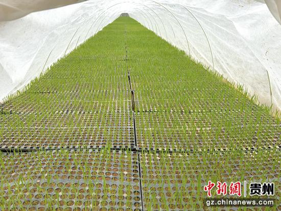 秧苗。
