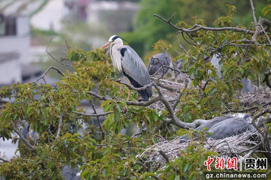 管庆巍 摄