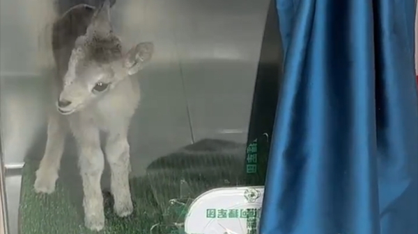 新疆阿勒泰：北山羊幼崽落单 民警暖心救助