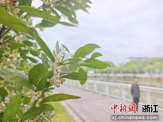 橘花次第绽放。&nbsp;叶雨昕&nbsp;供图
