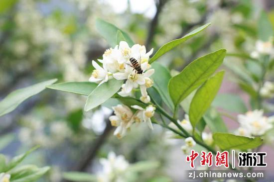橘花盛开。&nbsp;叶书航&nbsp;供图