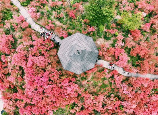 杜鹃花海 为你盛开