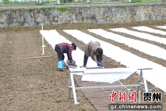 农户将飘盘放在无纺布上