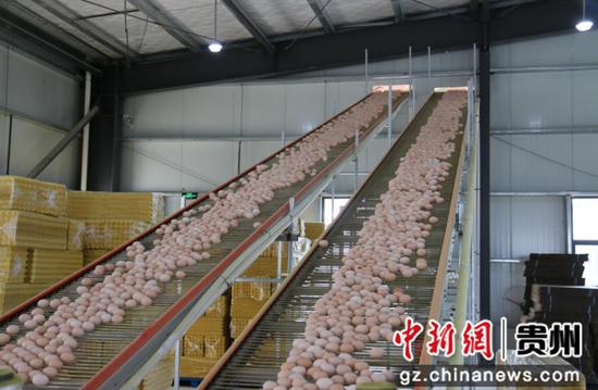 图为传送带将新鲜鸡蛋输送至分拣车间。 图为传送带将新鲜鸡蛋输送至分拣车间。