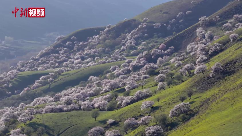 色彩浪潮席卷新疆 天山南北成五一“Color Walk”热门目的地