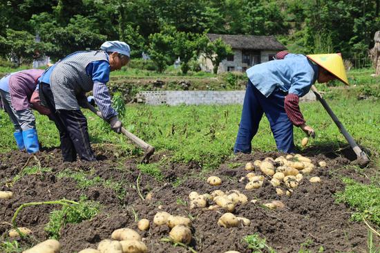 村民正在挖土豆