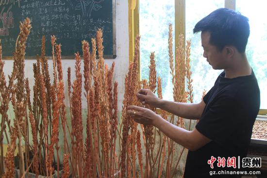 基地负责人唐海正查看天麻硕果。郑春华 摄