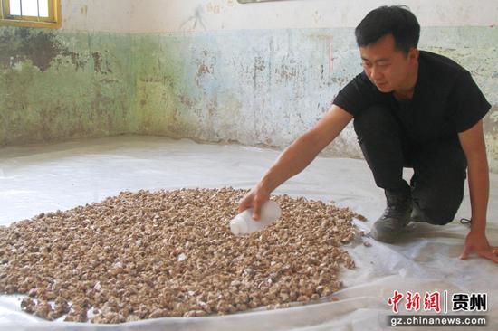 撒天麻果粉。郑春华 摄