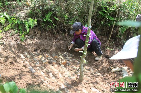 村民正摆放萌发菌。郑春华 摄
